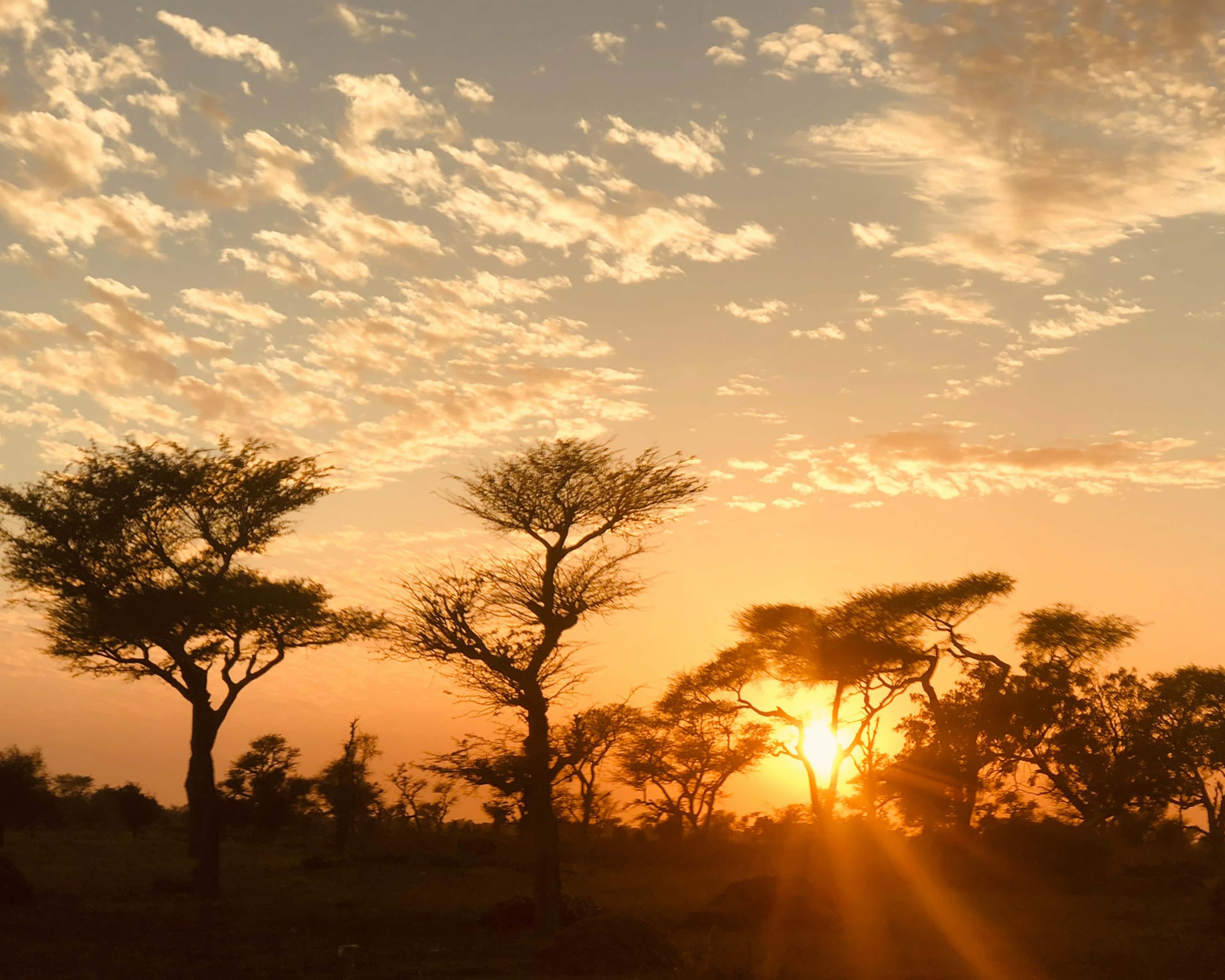 Acacia trees at sunset in Senegal